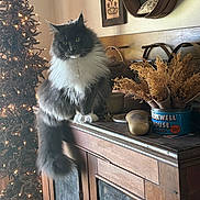 Newk is registered to the contest to win money with this photo: cat, fluffy, gray, white, feline, sitting, wooden_cabinet, decor, vintage, dried_flowers, coffee_tin, christmas_tree, lights, indoor, holiday, pet, furniture, cozy, portrait, animal