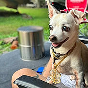 Kelso Aka Biggs is registered to the contest to win money with this photo: blurred_background, casual, chair, chihuahua, crocs, dog, dollar_sign, footwear, gold_chain, grass, happy, necklace, outdoor, person, pet, relaxing, small_dog, summer, tattoo, tongue_out