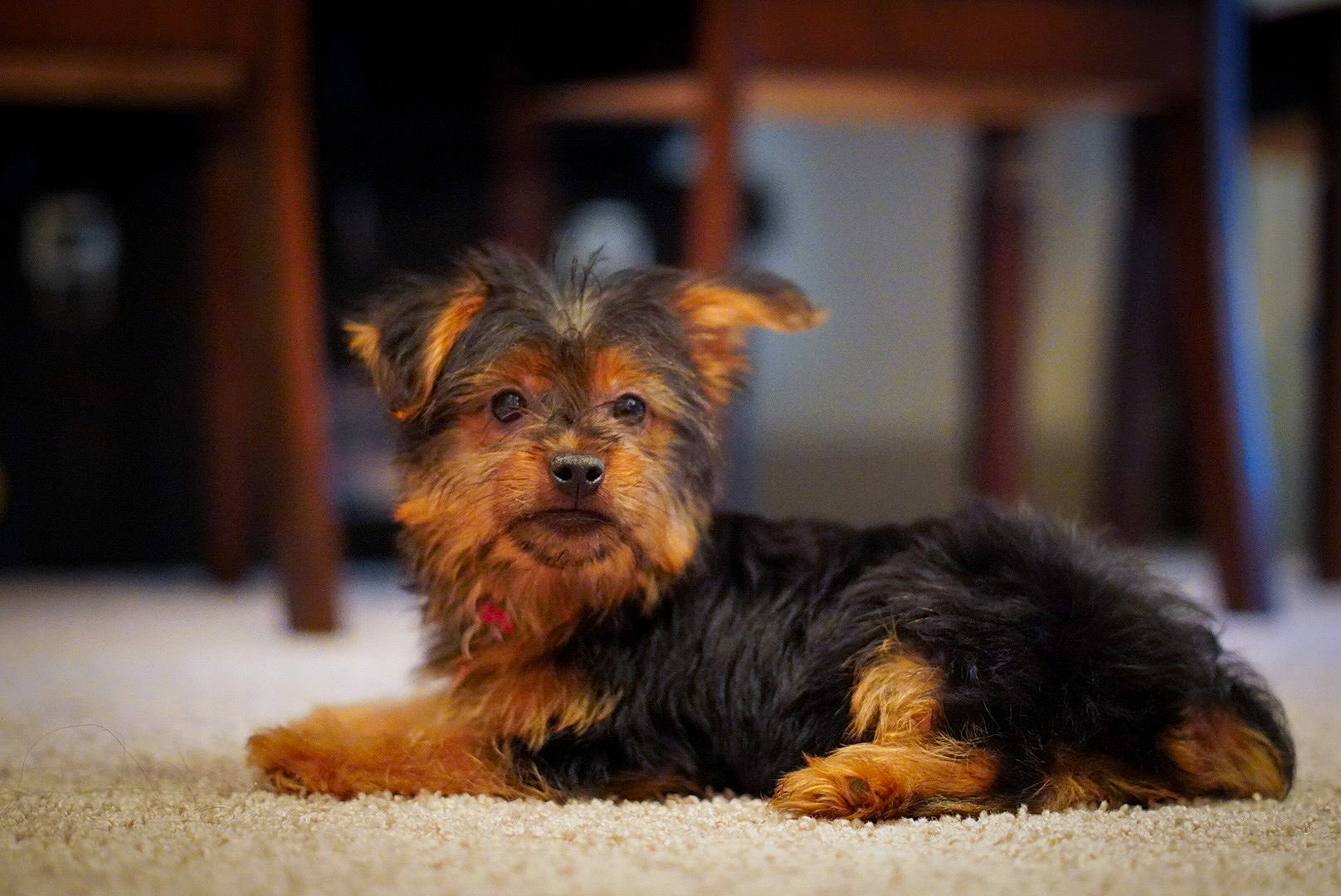 Peanut is registered to the contest to win money with this photo: australian_silky_terrier, australian_terrier, biewer_terrier, canidae, carnivore, companion_dog, dog, dog_breed, mammal, morkie, norfolk_terrier, norwich_terrier, puppy, small_terrier, snout, terrier, toy_dog, vertebrate, yorkipoo, yorkshire_terrier