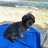 Oprah participe au concours pour gagner de l'argent avec cette photo : dog, small_dog, beach, towel, blue_towel, pebbles, sea, ocean, waves, horizon, collar, beaded_collar, sitting, portrait, gray_fur, shaggy_fur, sand, sunshine, chair_leg, relaxed