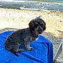 dog, small_dog, beach, towel, blue_towel, pebbles, sea, ocean, waves, horizon, collar, beaded_collar, sitting, portrait, gray_fur, shaggy_fur, sand, sunshine, chair_leg, relaxed