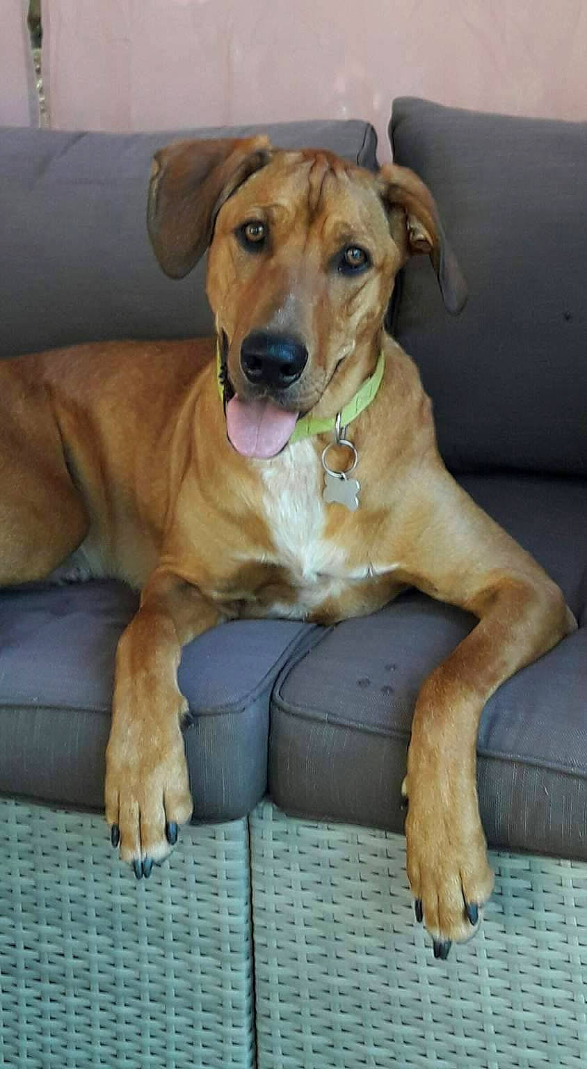 Maiko a rejoint le concours — aidez-le/la à gagner de superbes lots ! black_mouth_cur, broholmer, canidae, carnivore, companion_dog, dog, dog_breed, fawn, greyhound, guard_dog, hound, mammal, mountain_cur, potcake_dog, rare_breed_dog, rhodesian_ridgeback, street_dog, vertebrate