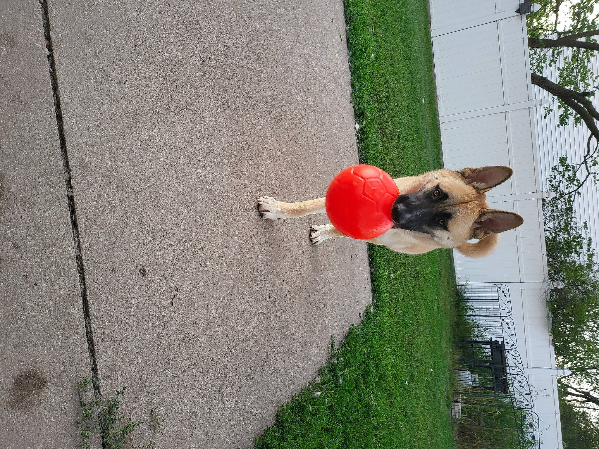 Burrow joined the competition — help win amazing prizes! asphalt, carmine, concrete, fun, grass, house, landscape, leisure, people_in_nature, plant, recreation, road_surface, shadow, shrub, sidewalk, toy, tree, walking_shoe, window, wood