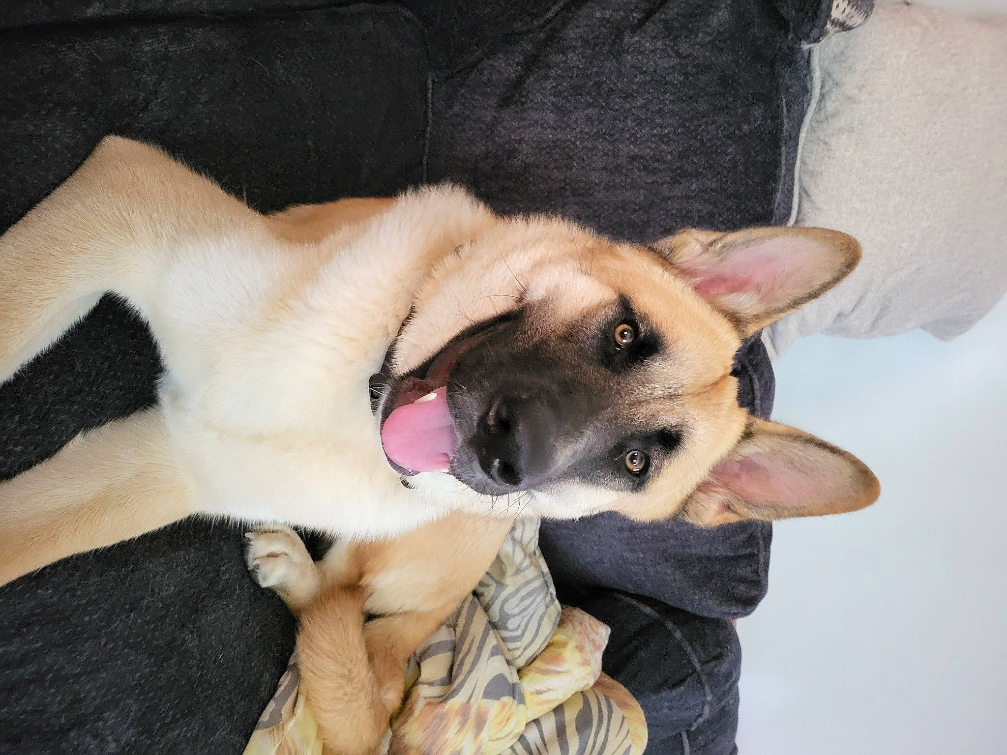 Burrow joined the competition — help win amazing prizes! canidae, carnivore, companion_dog, dog, dog_breed, fawn, fur, jaw, non_sporting_group, snout, sporting_group, working_animal