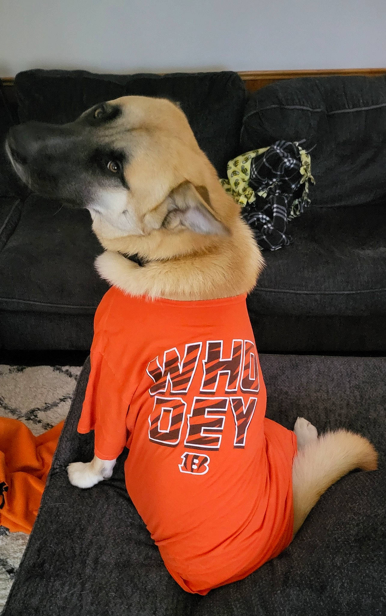 Burrow joined the competition — help win amazing prizes! canidae, carnivore, comfort, companion_dog, dog, dog_breed, dog_clothes, dog_supply, fawn, fur, human_leg, knee, orange, sleeve, snout, sporting_group, sportswear, t_shirt, thigh, whiskers