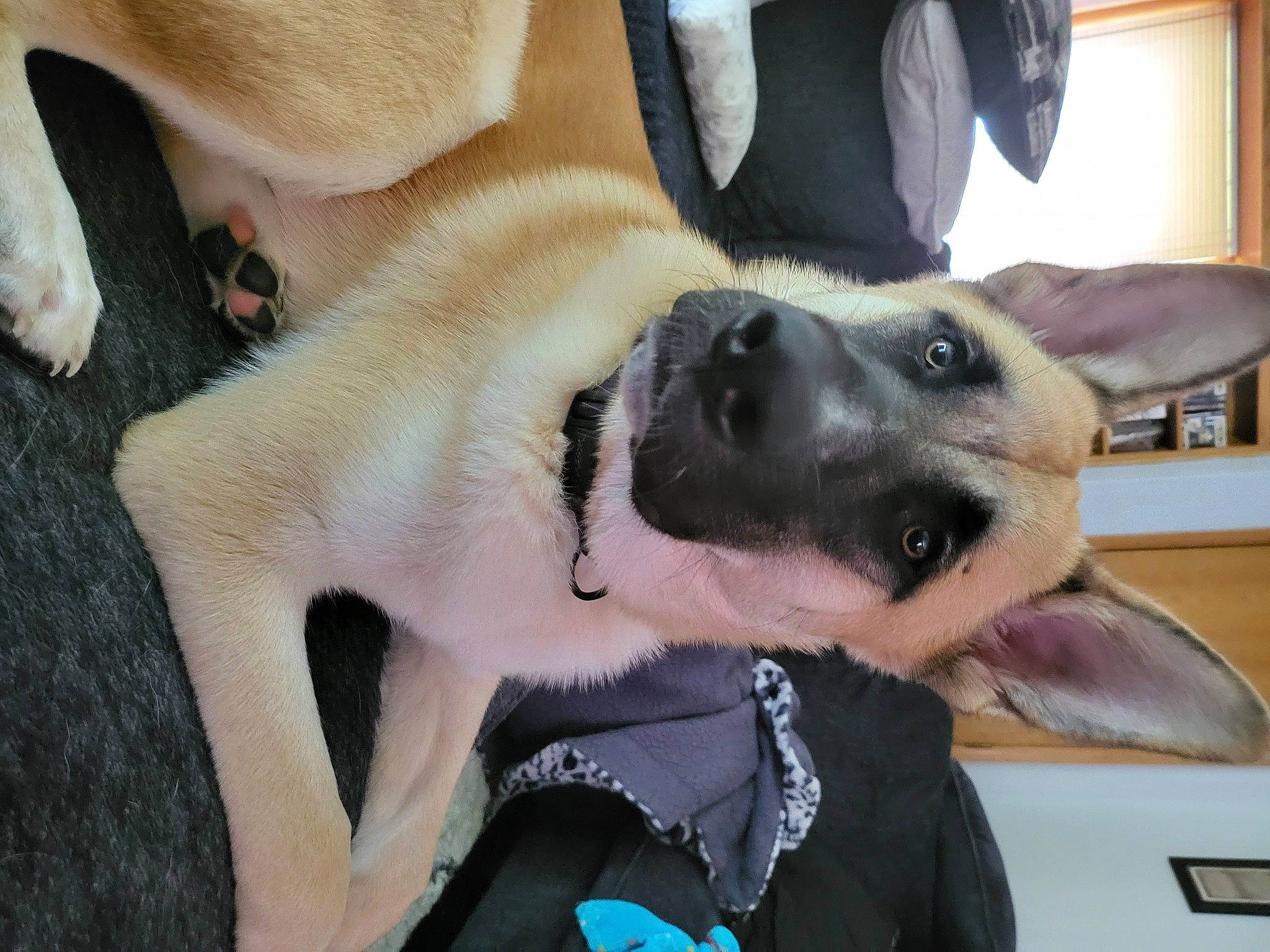 Burrow joined the competition — help win amazing prizes! canidae, carnivore, collar, comfort, companion_dog, dog, dog_breed, dog_collar, eyewear, fashion_accessory, fawn, fur, gesture, hat, nail, paw, selfie, snout, sporting_group, whiskers