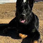 Stark is registered to the contest to win money with this photo: alloywheel, animal, architecture, building, canine, car, carwheel, dog, germanshepherd, machine, outdoors, pet, policedog, puppy, shelter, spoke, tire, transportation, vehicle, wheel