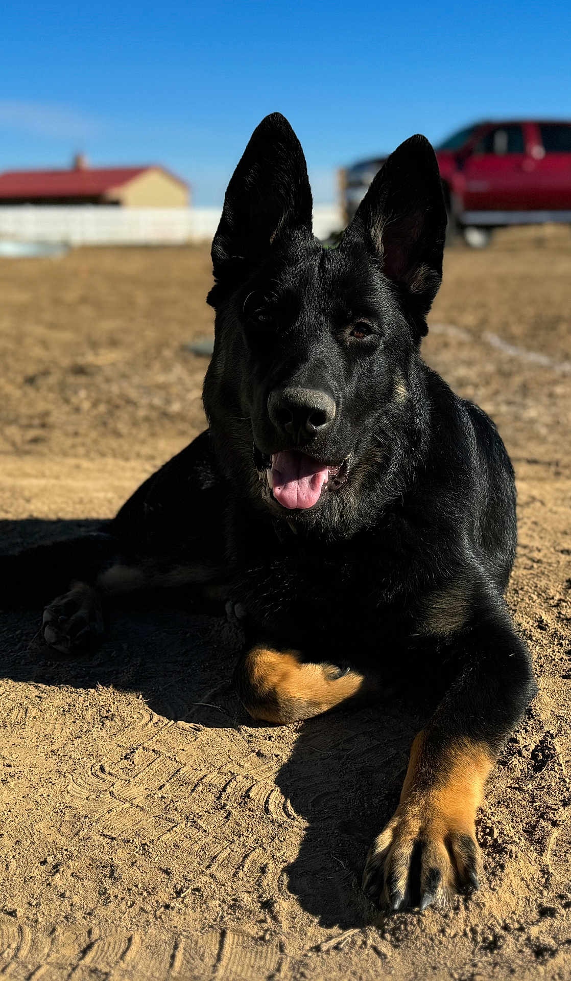 Stark is registered to the contest to win money with this photo: alloywheel, animal, architecture, building, canine, car, carwheel, dog, germanshepherd, machine, outdoors, pet, policedog, puppy, shelter, spoke, tire, transportation, vehicle, wheel