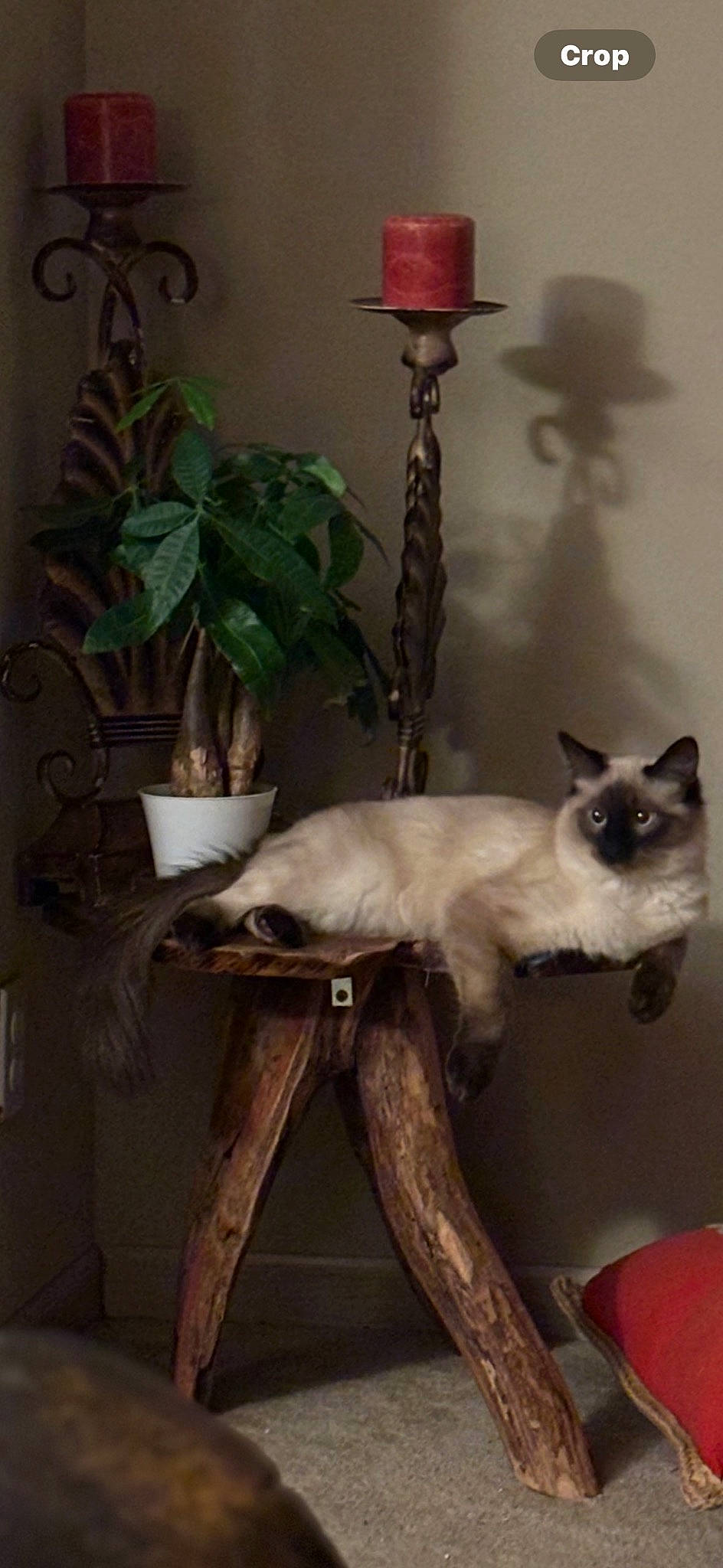 Cleo is registered to the contest to win money with this photo: birman, carnivore, cat, door, fawn, felidae, flowerpot, fur, houseplant, light, plant, room, siamese, small_to_medium_sized_cats, snapshot, still_life_photography, tail, thai, whiskers