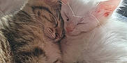 Yuki participe au concours pour gagner de l'argent avec cette photo : abyssinian, angora, animal, bed, bedroom, cat, couch, furniture, hardwood, indoors, kitten, manx, person, pet, room, siamese, sleeping, wood