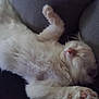 Yuki a rejoint le concours — aidez-le/la à gagner de superbes lots ! angora, animal, armchair, bodypart, cat, chair, couch, cushion, electronics, furniture, homedecor, indoors, kitten, manx, mouth, person, pet, siamese, sleeping, white