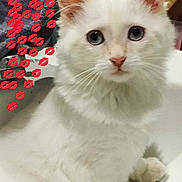 Yuki a rejoint le concours — aidez-le/la à gagner de superbes lots ! abyssinian, angora, animal, art, book, cat, comics, envelope, greetingcard, kitten, mail, manx, pet, porcelain, pottery, publication, siamese, text, white