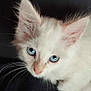 Yuki a rejoint le concours — aidez-le/la à gagner de superbes lots ! abyssinian, angora, animal, cat, kitten, manx, pet, siamese, snout