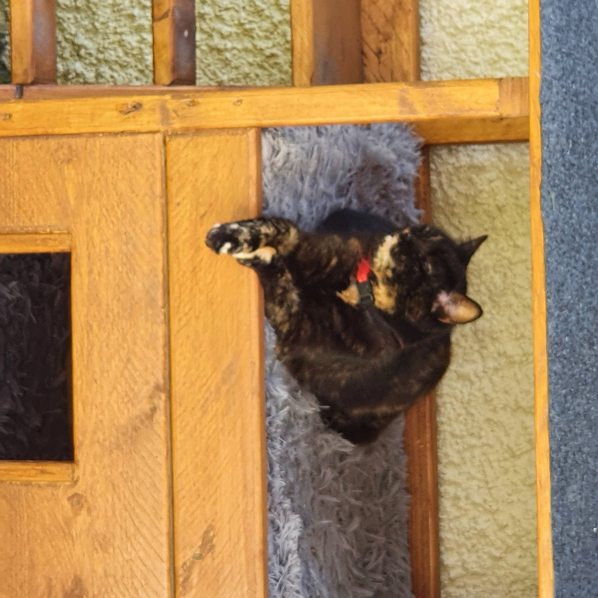 Tequilla participe au concours pour gagner de l'argent avec cette photo : black_cat, brown, canidae, carnivore, cat, cat_supply, dog_breed, domestic_short_haired_cat, door, felidae, flooring, fur, hardwood, pet_supply, small_to_medium_sized_cats, sporting_group, tail, vertebrate, whiskers, wood