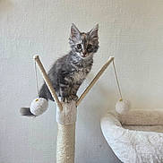 Mia a rejoint le concours — aidez-le/la à gagner de superbes lots ! kitten, cat, scratching_post, pom_poms, plush_bed, gray_tabby, fur, whiskers, ears, eyes, indoor, pet, animal, feline, toy, cozy, texture, wall, playful, curious