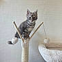 kitten, cat, scratching_post, pom_poms, plush_bed, gray_tabby, fur, whiskers, ears, eyes, indoor, pet, animal, feline, toy, cozy, texture, wall, playful, curious