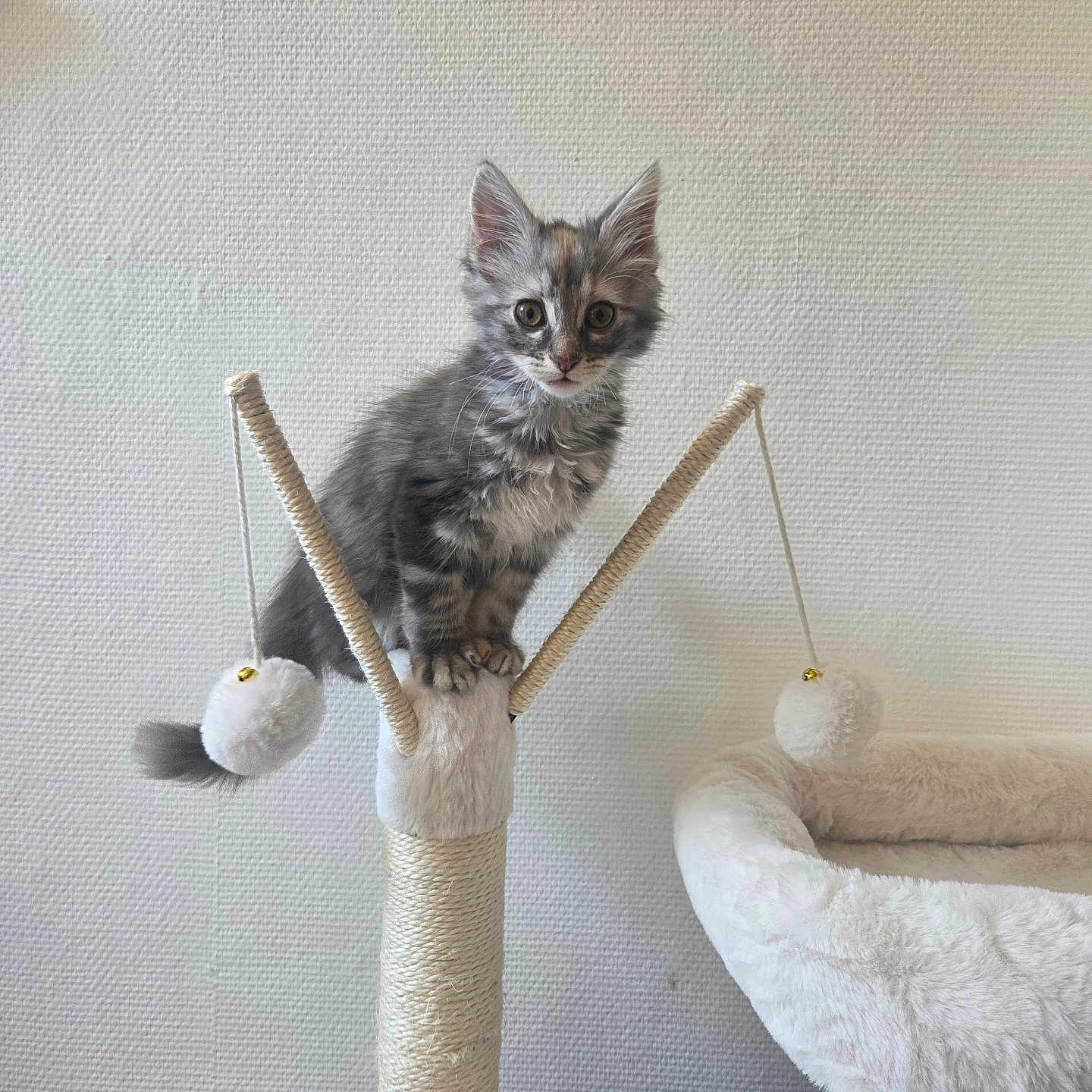 Mia a rejoint le concours — aidez-le/la à gagner de superbes lots ! animal, cat, cozy, curious, ears, eyes, feline, fur, gray_tabby, indoor, kitten, pet, playful, plush_bed, pom_poms, scratching_post, texture, toy, wall, whiskers