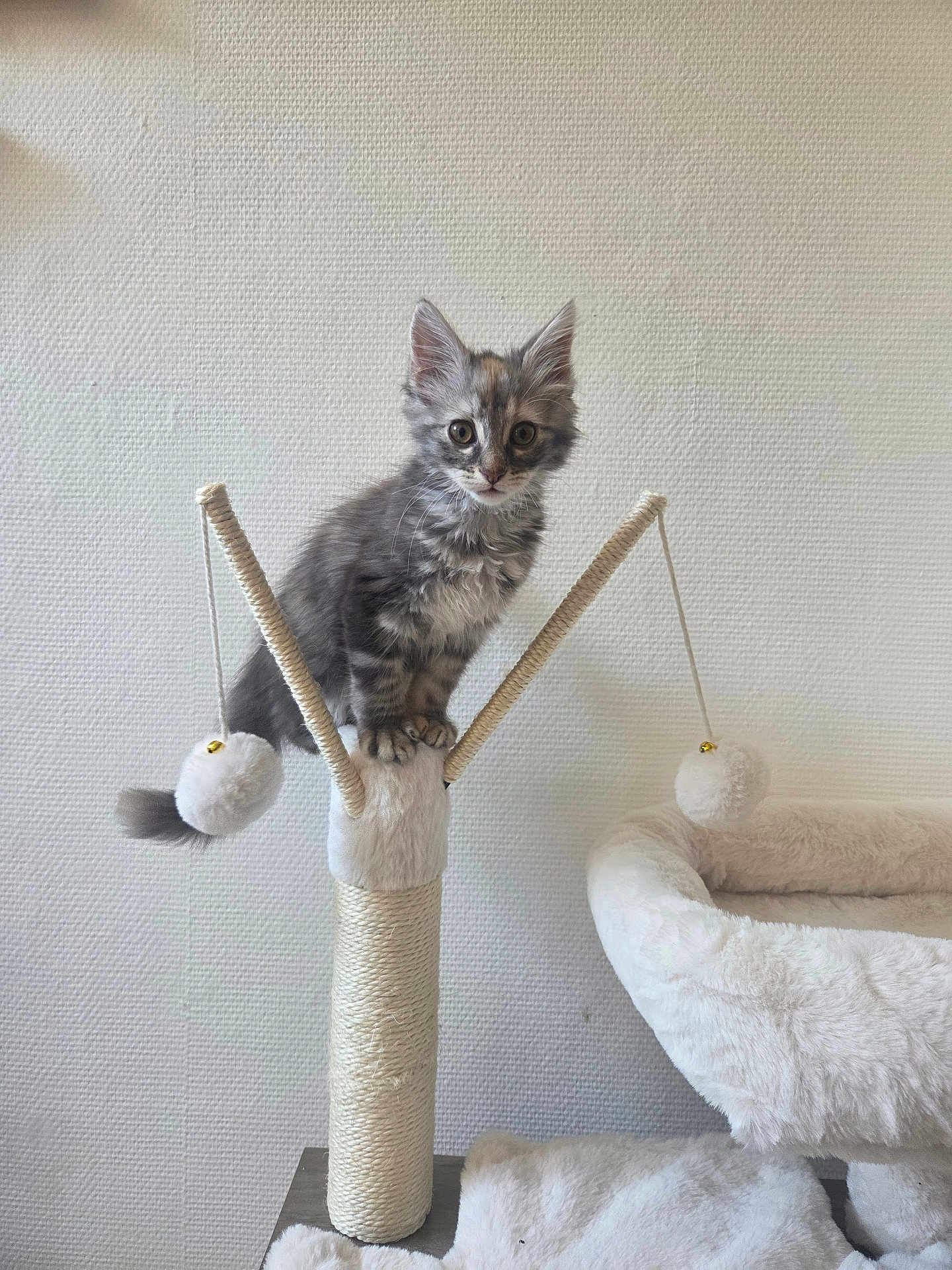 Mia a rejoint le concours — aidez-le/la à gagner de superbes lots ! kitten, cat, scratching_post, pom_poms, plush_bed, gray_tabby, fur, whiskers, ears, eyes, indoor, pet, animal, feline, toy, cozy, texture, wall, playful, curious