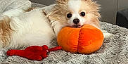 Clover joined the competition — help win amazing prizes! dog, toy, plush_toy, blanket, bedroom, pet, fluffy, white, tan, lying_down, resting, cozy, indoor, fur, cute, small_dog, playful, animal, soft_texture, relaxed