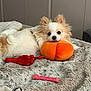 dog, toy, plush_toy, blanket, bedroom, pet, fluffy, white, tan, lying_down, resting, cozy, indoor, fur, cute, small_dog, playful, animal, soft_texture, relaxed