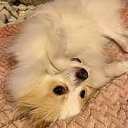 Clover joined the competition — help win amazing prizes! dog, fluffy, white, tan, pet, lying_down, blanket, cute, indoor, fur, animal, face, nose, ears, bedroom, resting, cozy, soft, closeup, companion
