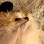 Clover is registered to the contest to win money with this photo: dog, pomeranian, fluffy, pet, animal, fur, paw, blanket, texture, cute, lying_down, indoor, closeup, mammal, companion, face, small_dog, whiskers, nose, ears