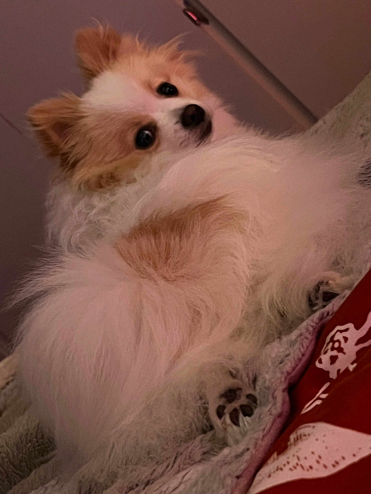Clover is registered to the contest to win money with this photo: dog, fluffy, pet, white, brown, fur, paw, blanket, cozy, indoors, cute, animal, companion, relaxed, bed, looking_back, small_dog, fur_texture, resting, portrait