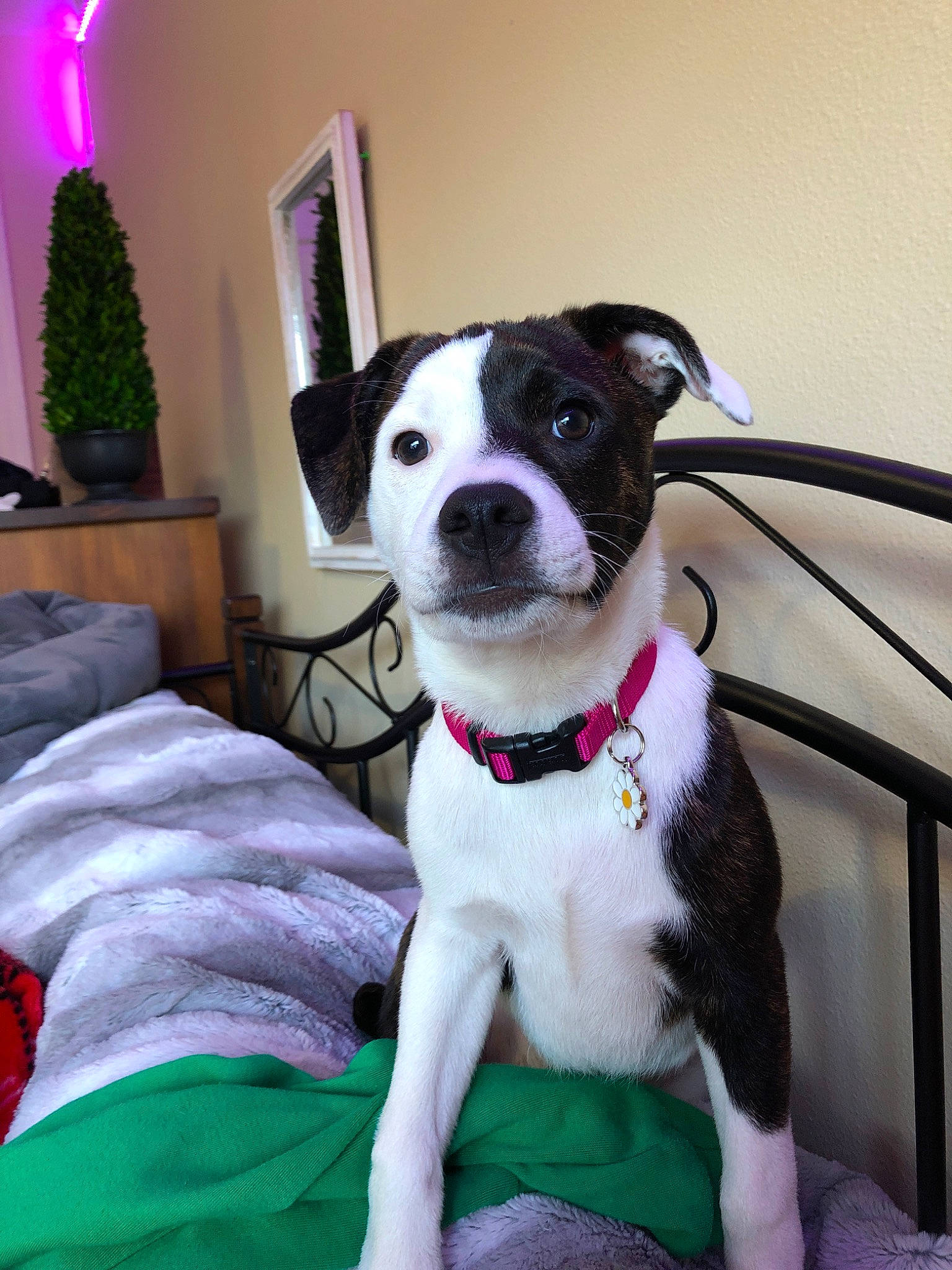 Ada joined the competition — help win amazing prizes! american_staffordshire_terrier, boston_terrier, bow_tie, canidae, carnivore, companion_dog, dog, dog_breed, dog_collar, mammal, non_sporting_group, pit_bull, puppy, rare_breed_dog, snout, sporting_group, tie, valley_bulldog, vertebrate, whiskers