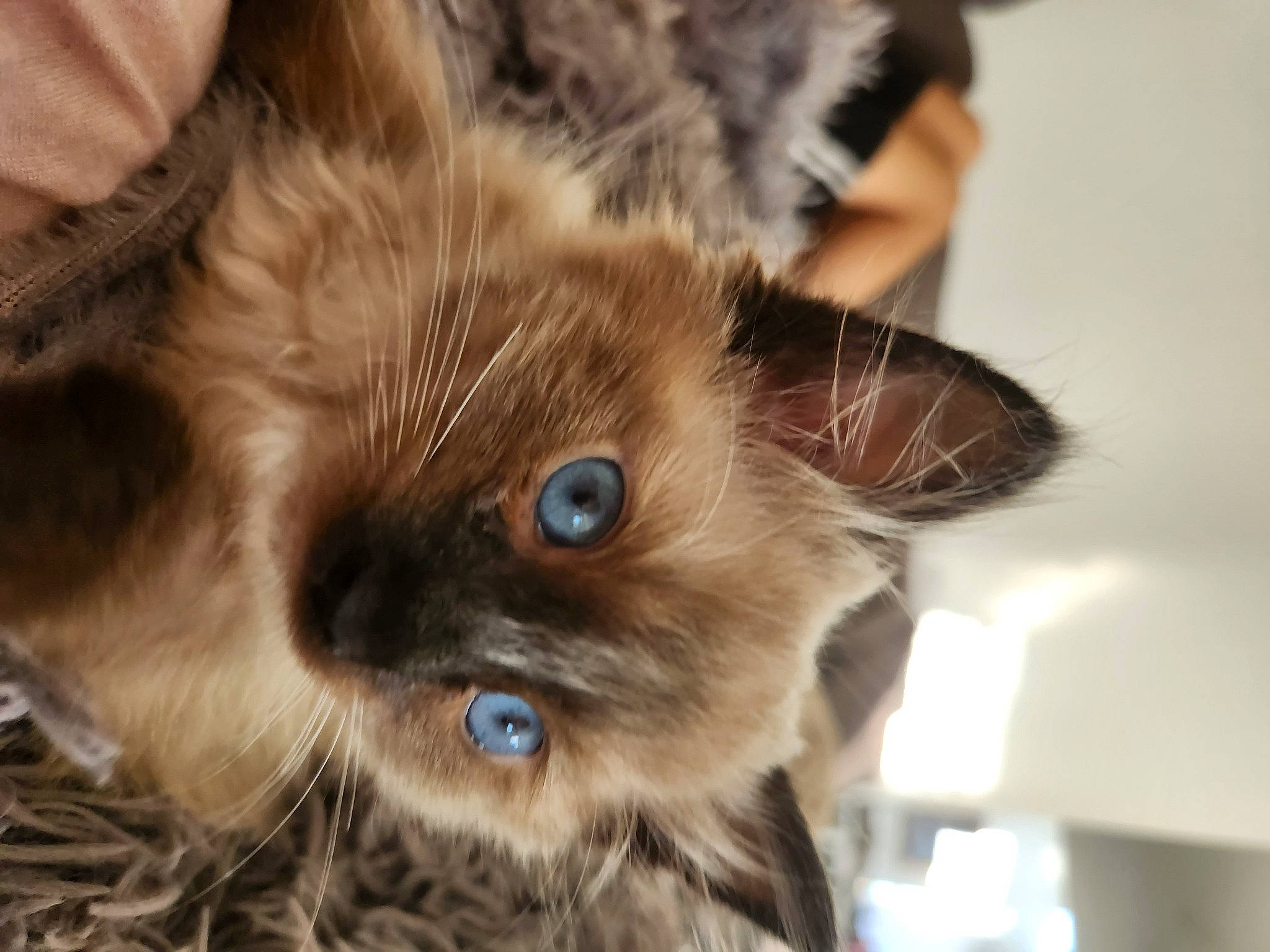 Lili is registered to the contest to win money with this photo: balinese, birman, carnivore, cat, claw, companion_dog, ear, fawn, felidae, fur, liver, paw, small_to_medium_sized_cats, snout, thai, tonkinese, whiskers, wildlife