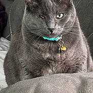 Winkie is registered to the contest to win money with this photo: animal, bell, blanket, cat, close_up, collar, cozy, cute, domestic_cat, ears, feline, fur, gray_cat, green_eyes, indoor, one_eye_closed, pet, portrait, sitting, whiskers