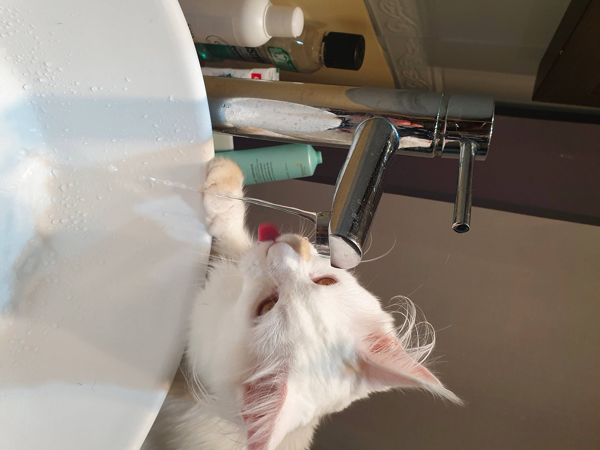 Léo a rejoint le concours — aidez-le/la à gagner de superbes lots ! cat, felidae, small_to_medium_sized_cats, tail, white, wing