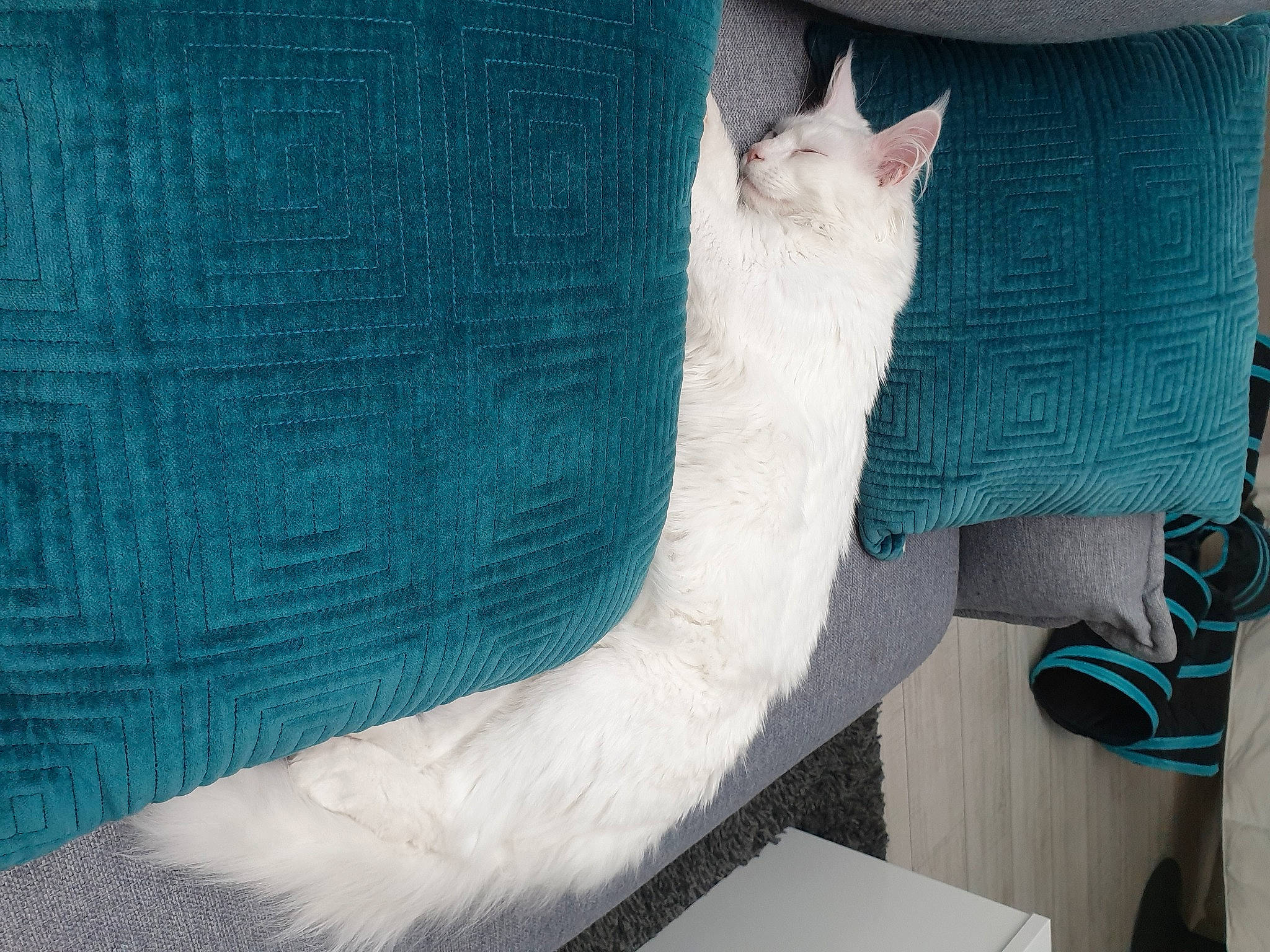 Léo a rejoint le concours — aidez-le/la à gagner de superbes lots ! burmilla, carnivore, cat, colorpoint_shorthair, domestic_short_haired_cat, felidae, khao_manee, ojos_azules, small_to_medium_sized_cats, tail, turkish_angora, turkish_van, whiskers
