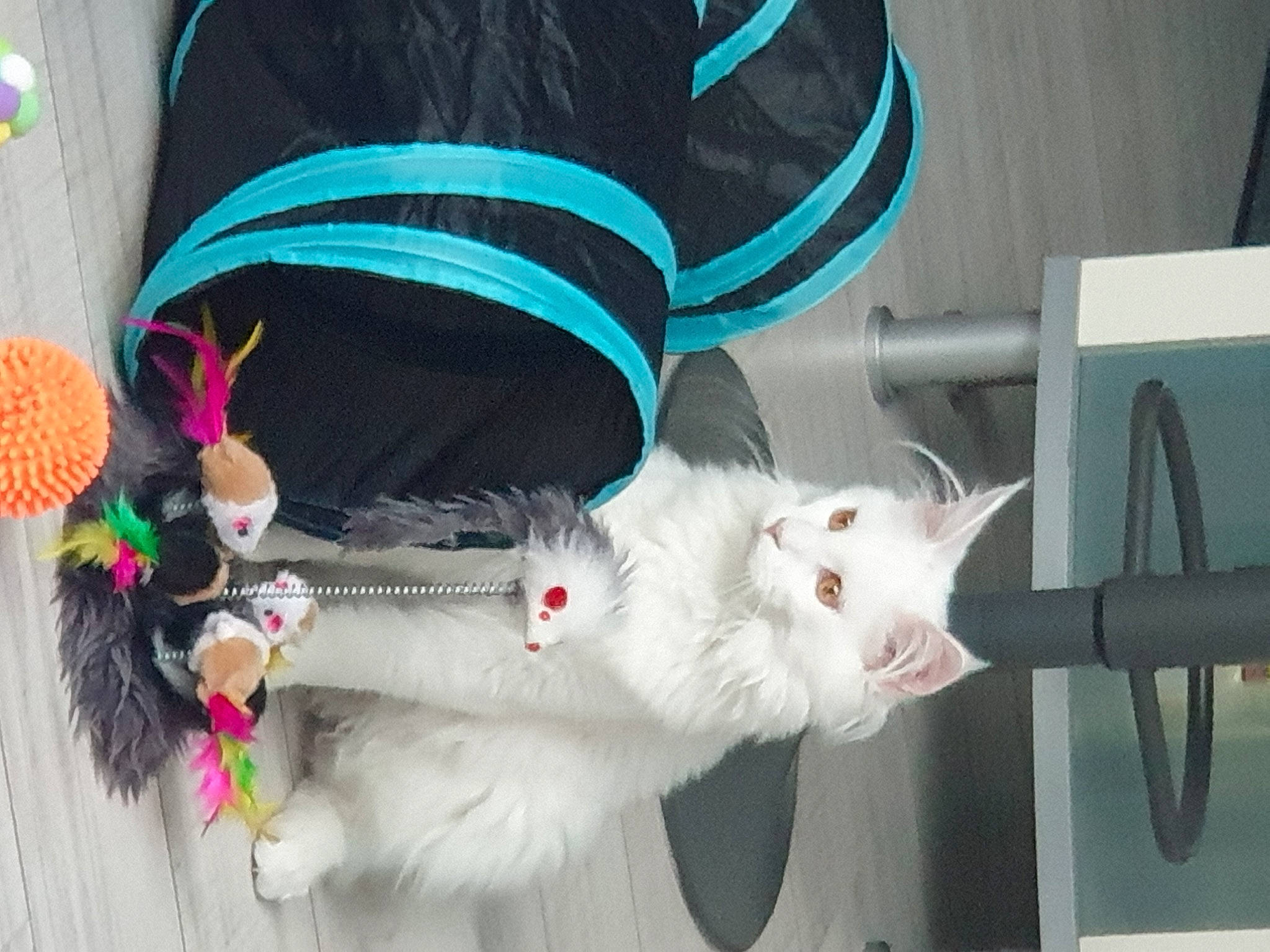 Léo a rejoint le concours — aidez-le/la à gagner de superbes lots ! aegean_cat, carnivore, cat, domestic_short_haired_cat, ear, felidae, fur, khao_manee, small_to_medium_sized_cats, tail, turkish_angora, turkish_van, whiskers, white