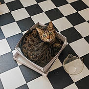 Willow participe au concours pour gagner de l'argent avec cette photo : animal, black_and_white, bowl, cardboard_box, cat, cat_shaped_bowl, checkered_floor, cozy, curled_up, domestic_cat, floor, flooring, fur, green_eyes, indoor, looking_up, pet, rug, tabby_cat, white_rug