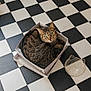 animal, black_and_white, bowl, cardboard_box, cat, cat_shaped_bowl, checkered_floor, cozy, curled_up, domestic_cat, floor, flooring, fur, green_eyes, indoor, looking_up, pet, rug, tabby_cat, white_rug