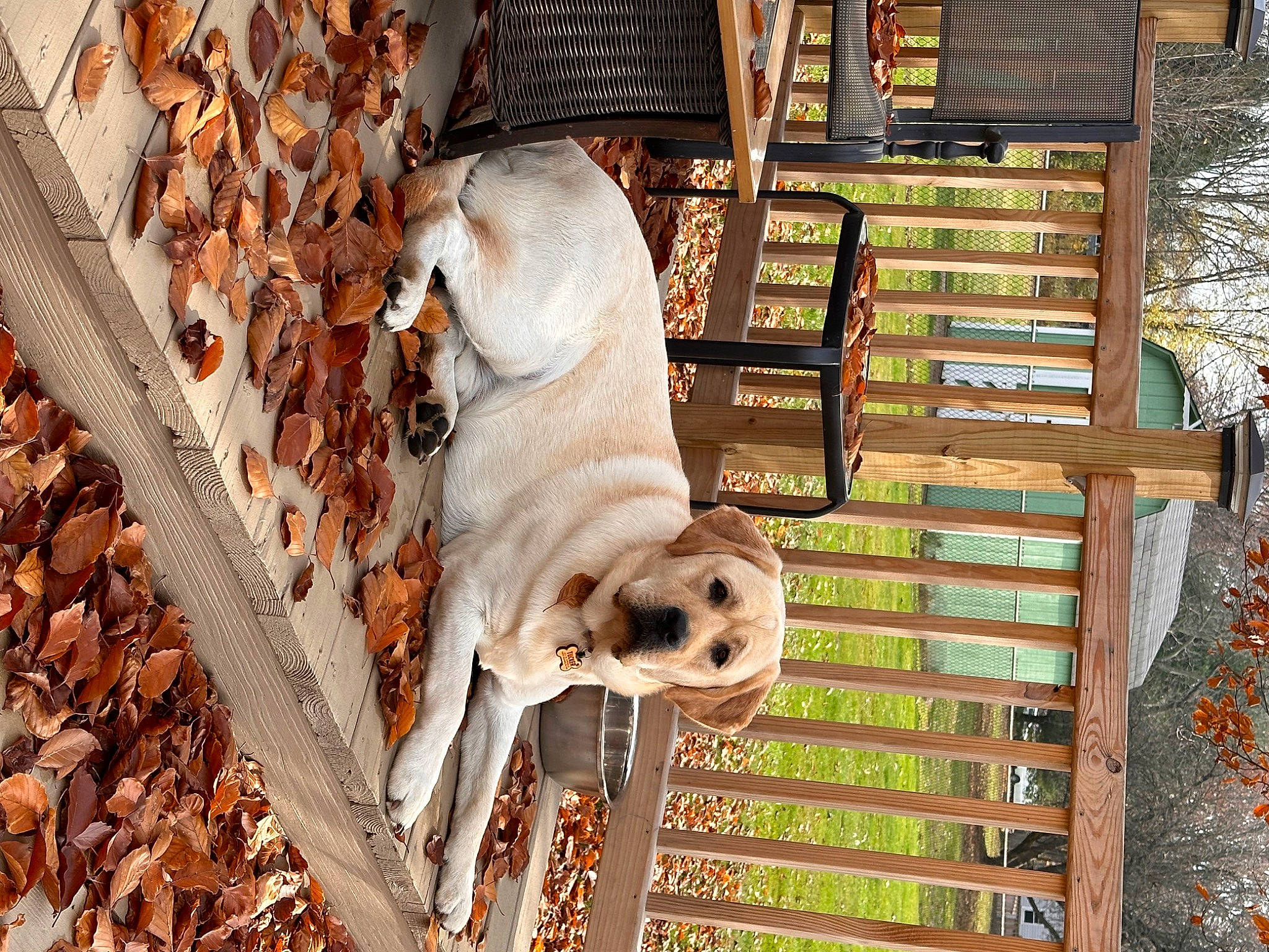 Tucker joined the competition — help win amazing prizes! animal_shelter, cage, canidae, carnivore, companion_dog, dog, dog_breed, dog_supply, fawn, hardwood, metal, outdoor_furniture, pet_supply, plant, porch, snout, sporting_group, tree, wood, working_animal