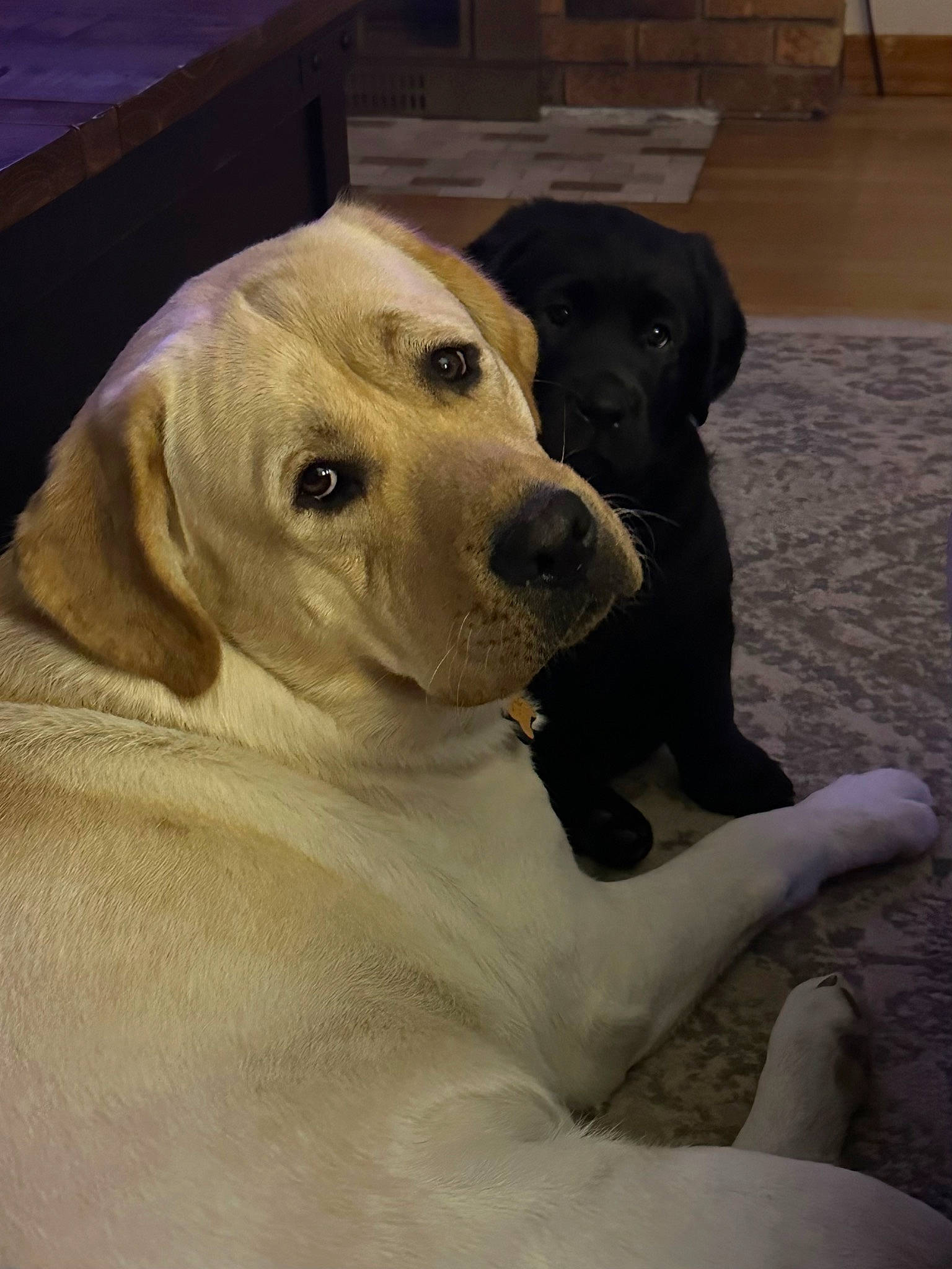 Tucker joined the competition — help win amazing prizes! carnivore, collar, comfort, companion_dog, dog, dog_breed, dog_collar, dog_supply, fawn, flooring, fur, guard_dog, gun_dog, puppy, retriever, snout, sporting_group, whiskers, wood, working_animal