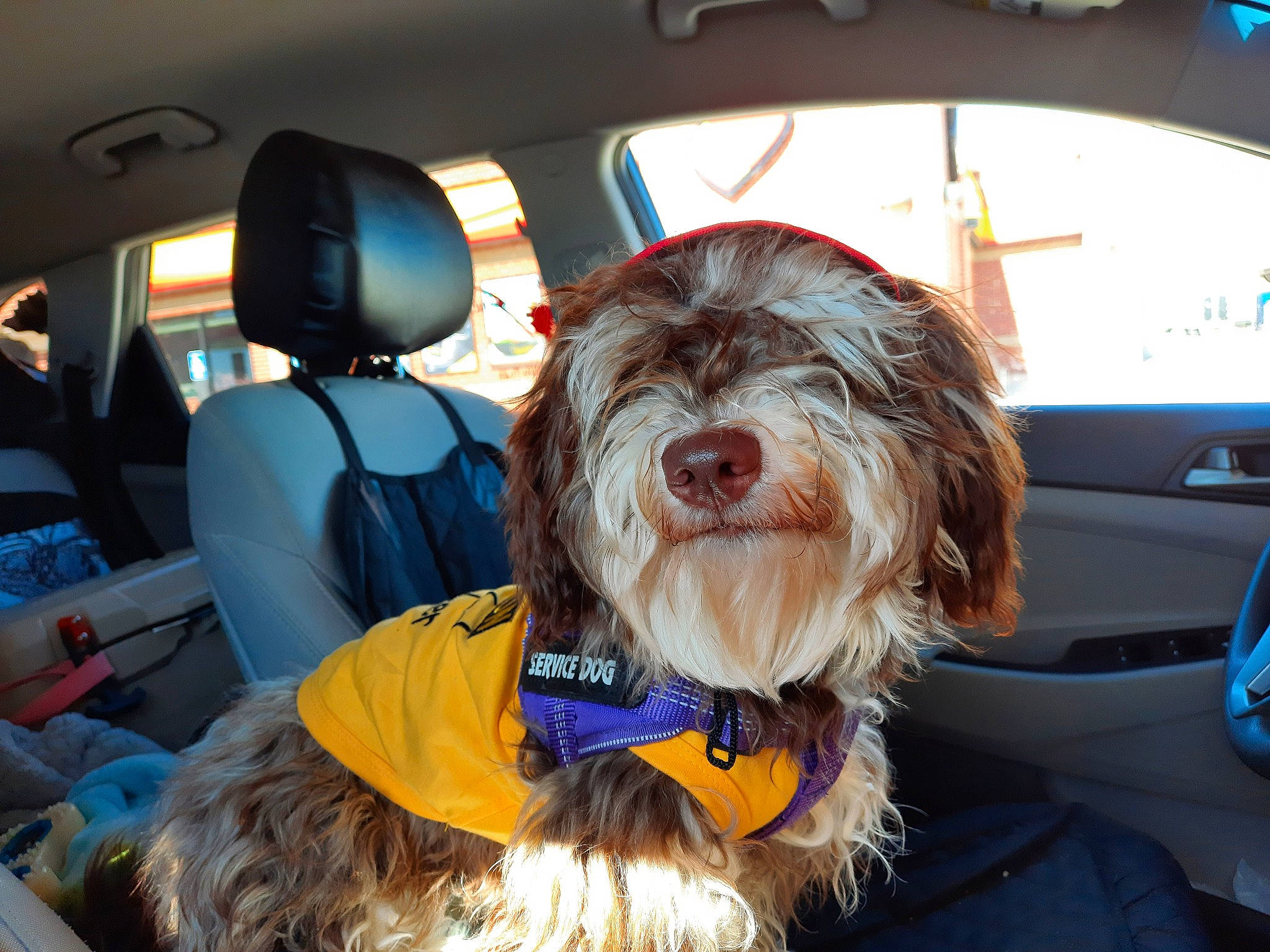 Stormie joined the competition — help win amazing prizes! automotive_exterior, canidae, car, car_seat, car_seat_cover, carnivore, companion_dog, dog, dog_breed, dog_supply, liver, motor_vehicle, small_terrier, snout, sporting_group, terrier, toy_dog, vehicle, vehicle_door, window