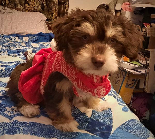 Stormie joined the competition — help win amazing prizes! biewer_terrier, canidae, carnivore, comfort, companion_dog, dog, dog_breed, dog_supply, fur, liver, maltepoo, non_sporting_group, puppy_love, small_terrier, snout, sporting_group, terrier, toy_dog, working_animal, yorkipoo