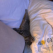 Little joined the competition — help win amazing prizes! animal, bed, blanket, cat, comfort, cozy, cute, fur, home, indoor, kitten, nap, pet, pillow, relaxation, resting, sleeping, soft, striped, tabby