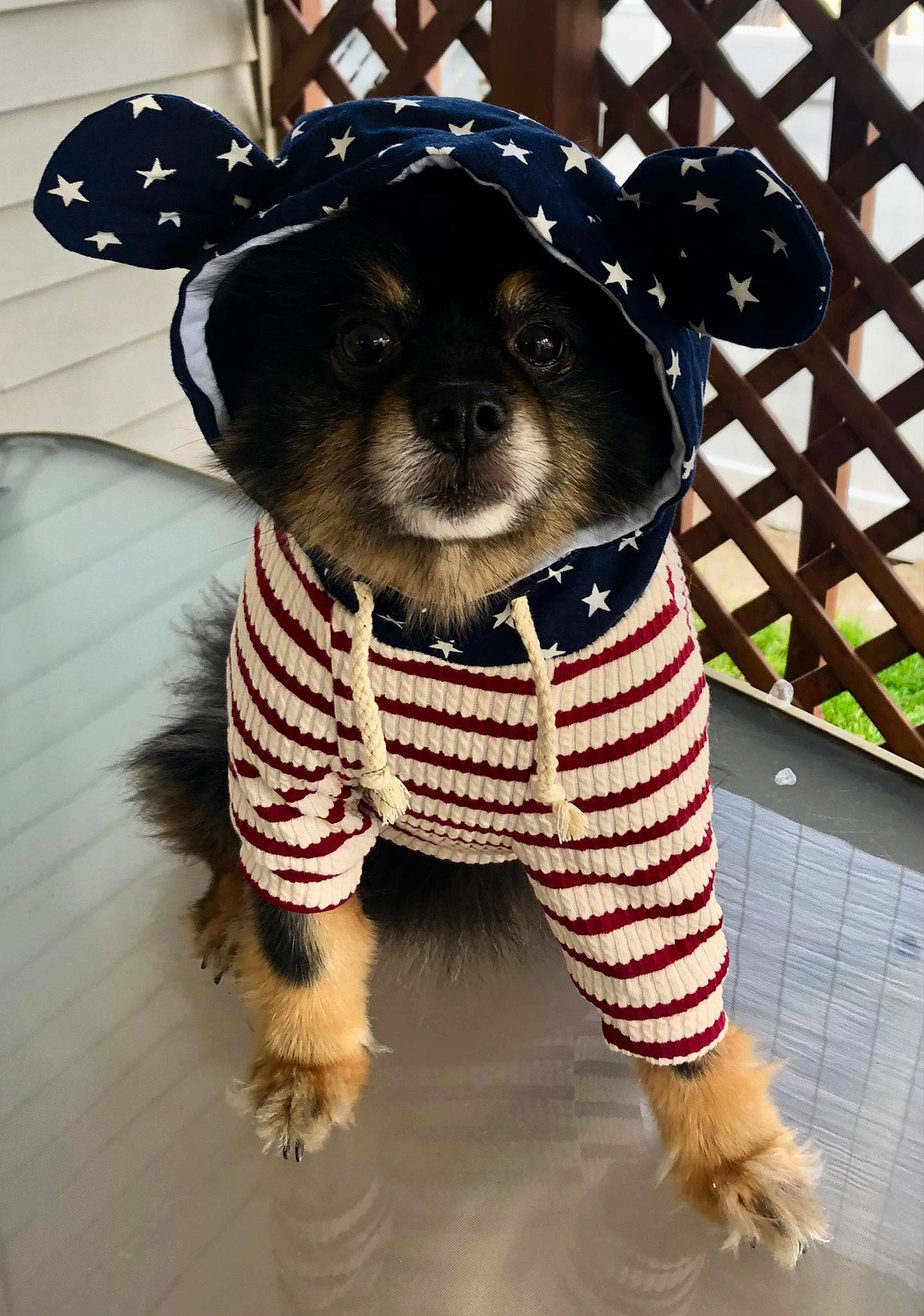 Mickey joined the competition — help win amazing prizes! baby_toddler_clothing, carnivore, collar, companion_dog, dog, dog_breed, dog_clothes, dog_supply, fawn, mesh, pattern, pet_supply, plush, sleeve, snout, sporting_group, stuffed_toy, t_shirt, toy, working_animal
