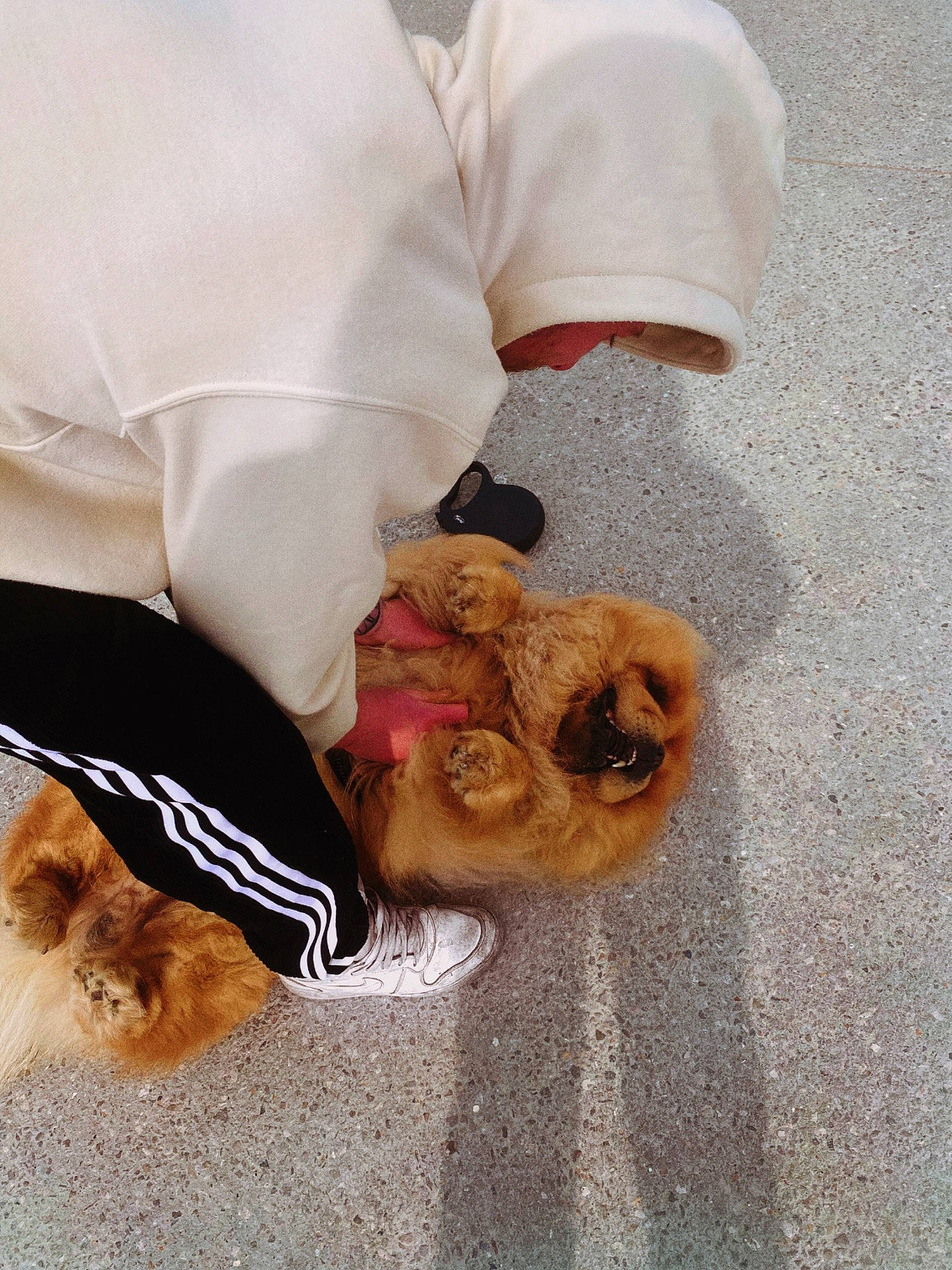 Odin participe au concours pour gagner de l'argent avec cette photo : canidae, carnivore, child, comfort, companion_dog, dog_breed, fawn, felidae, foot, fur, gesture, human_body, human_leg, paw, sleeve, sporting_group, stuffed_toy, sunglasses, teddy_bear, toy