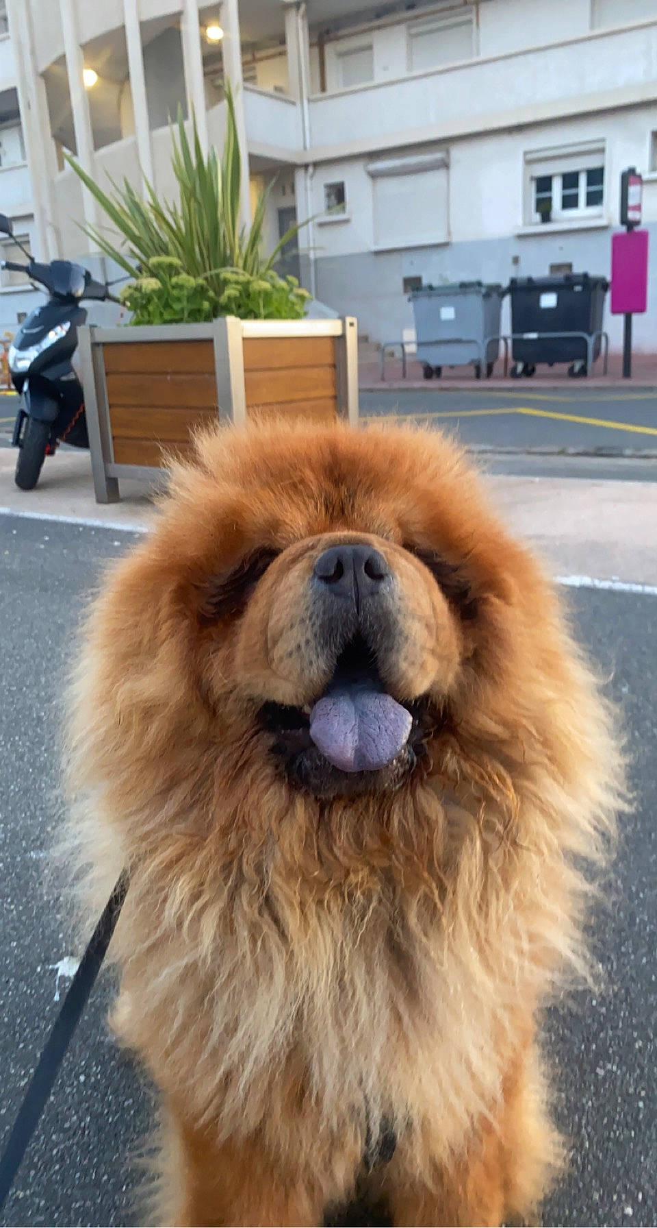 Odin a rejoint le concours — aidez-le/la à gagner de superbes lots ! canidae, carnivore, companion_dog, dog, dog_breed, eye, fawn, flowerpot, fur, houseplant, iris, liver, plant, snout, sporting_group, terrestrial_animal, whiskers, window, working_animal, working_dog