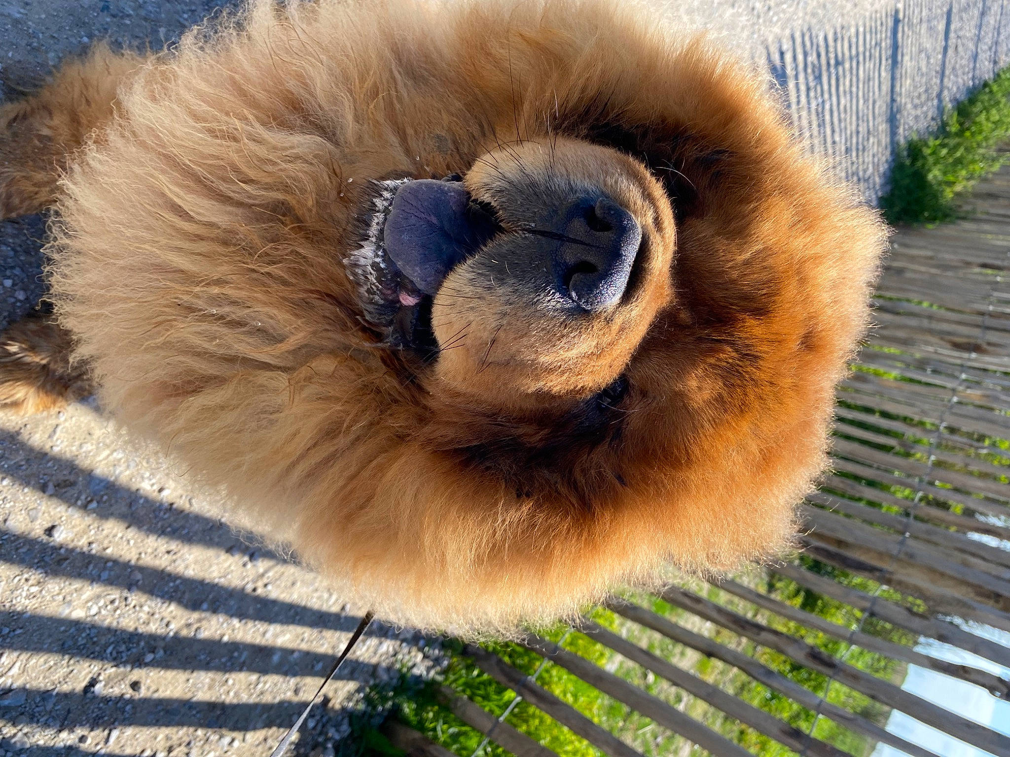 Odin a rejoint le concours — aidez-le/la à gagner de superbes lots ! _geese_and_swans, beak, bird, duck, ducks, electric_blue, eyelash, fawn, feather, fur, grass, plant, snout, terrestrial_animal, wildlife