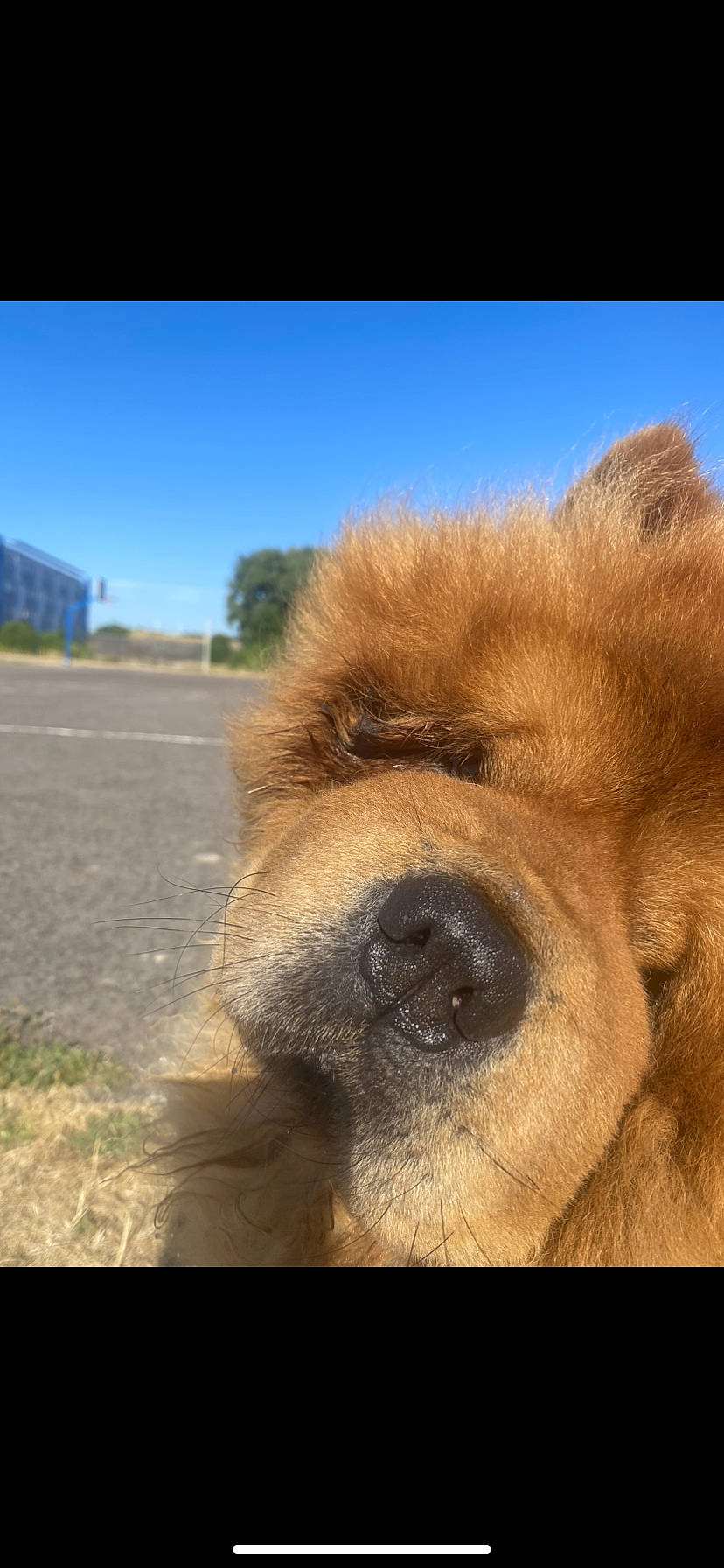 Odin participe au concours pour gagner de l'argent avec cette photo : canidae, carnivore, companion_dog, dog, dog_breed, eye, fawn, fur, grass, landscape, liver, paw, sky, snout, sporting_group, terrestrial_animal, whiskers, wildlife, working_animal, wrinkle