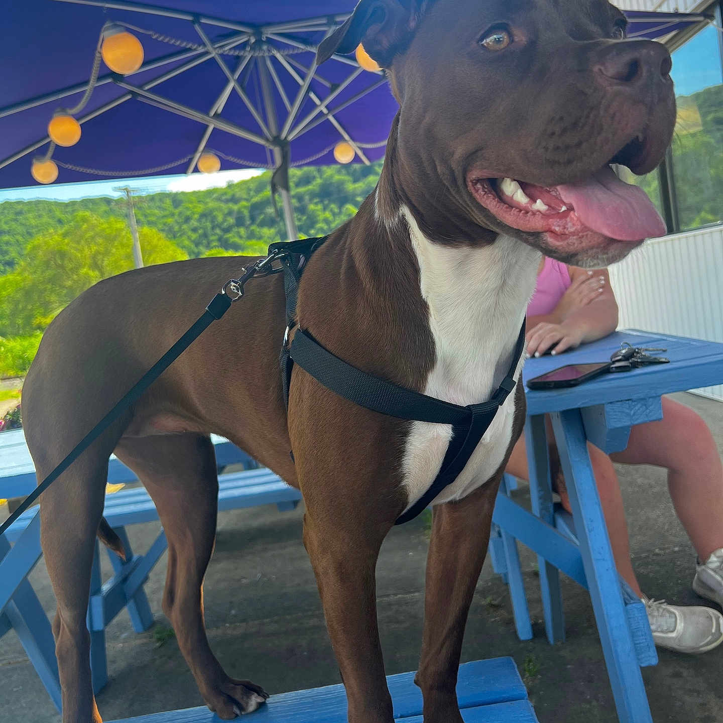 Gigi joined the competition — help win amazing prizes! animal, architecture, building, canine, child, clothing, dog, face, female, footwear, girl, head, outdoors, person, pet, photography, portrait, shelter, shoe, summer