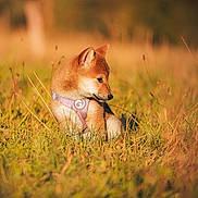 Miya a rejoint le concours — aidez-le/la à gagner de superbes lots ! dog, puppy, shiba_inu, animal, pet, pink_harness, outdoor, meadow, grass, nature, sunlight, golden_hour, warm_colors, portrait, sitting, side_profile, fluffy, ears, blurred_background, wildflowers