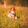 dog, puppy, shiba_inu, animal, pet, pink_harness, outdoor, meadow, grass, nature, sunlight, golden_hour, warm_colors, portrait, sitting, side_profile, fluffy, ears, blurred_background, wildflowers