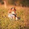 Miya a rejoint le concours — aidez-le/la à gagner de superbes lots ! animal, bokeh, brown_fur, canine, dog, fluffy, golden_hour, grass, looking_away, meadow, nature, outdoors, pet, pink_harness, portrait, puppy, shiba_inu, sitting, sunlight, white_fur