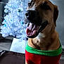Lolli is registered to the contest to win money with this photo: dog, canine, pet, christmas_tree, holiday, festive, sweater, red, green, indoor, decorations, white_tree, happy, smiling, tongue_out, fur, animal, portrait, celebration, home